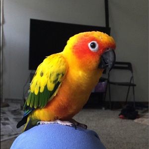 Meet your Posher, Shanta